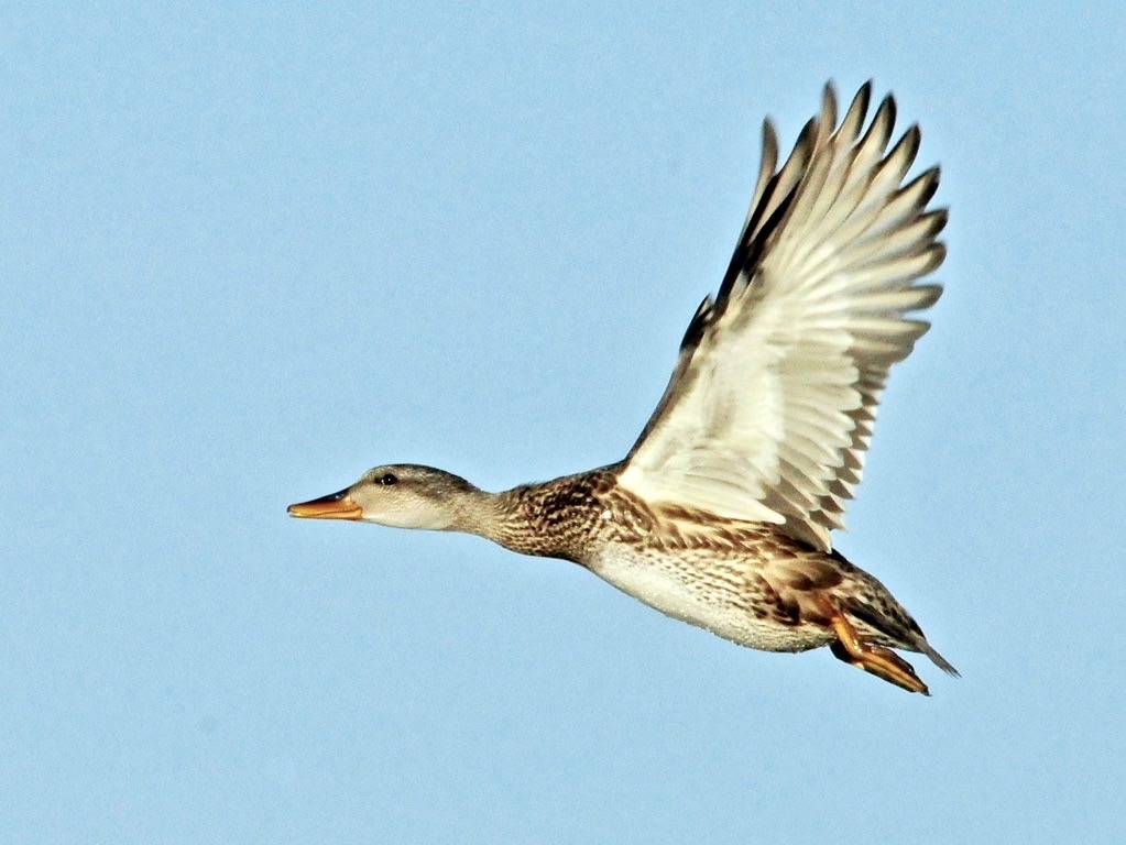 Gadwall Hen Seedskadee NWR by Tom Koerner  USFWS Mountain Prairie is licensed under CC BY 2.0